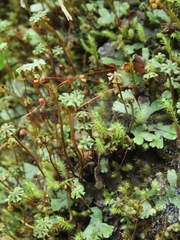 Marchantia emarginata