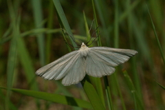 Siona lineata