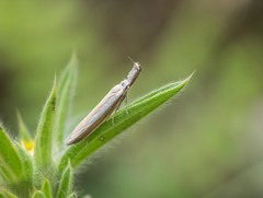 Pleurota aristella