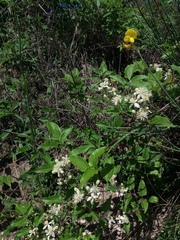 Clematis vitalba