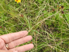 Schedonnardus paniculatus