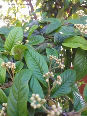 Cotoneaster frigidus