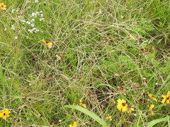 Schedonnardus paniculatus