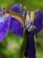 Oxythyrea funesta