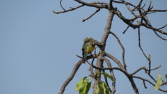 Tyrannus melancholicus