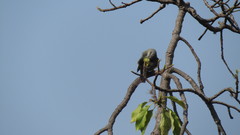 Tyrannus melancholicus