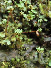 Marchantia emarginata