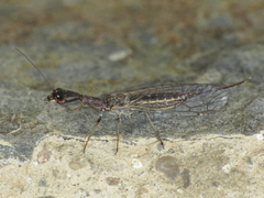 Harraphidia laufferi