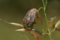 Eurygaster maura