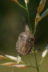 Eurygaster maura
