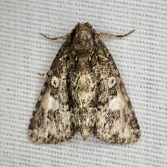 Phosphila miselioides