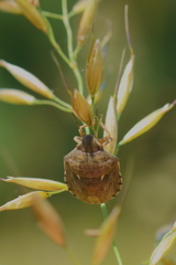 Eurygaster maura