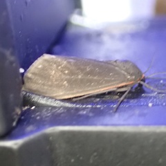 Virbia laeta