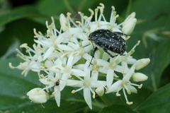 Oxythyrea funesta