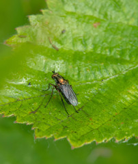 Poecilobothrus nobilitatus