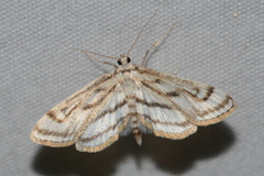 Parapoynx badiusalis