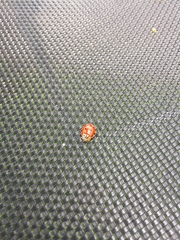 Harmonia quadripunctata