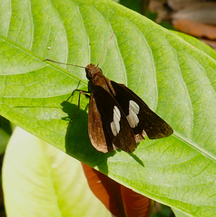 Notocrypta paralysos varians