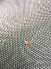 Harmonia quadripunctata