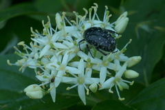 Oxythyrea funesta