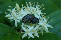 Oxythyrea funesta