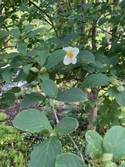 Stewartia