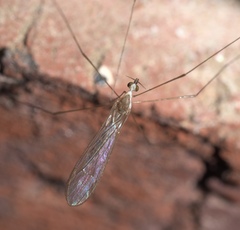 Gonomyia