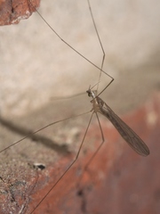 Gonomyia