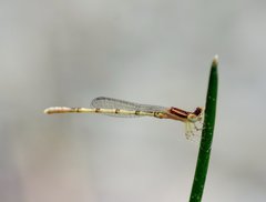 Agriocnemis pieris