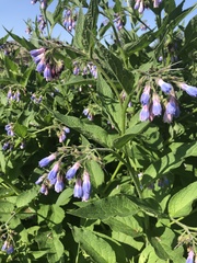 Symphytum officinale