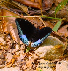 Lexias dirtea merguia