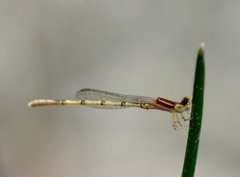 Agriocnemis pieris