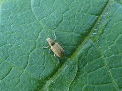 Sitona cylindricollis