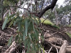 Eucalyptus coolabah
