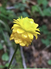 Ranunculus tuberosus