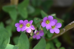 Oxalis latifolia