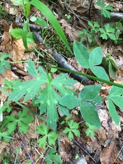 Ranunculus tuberosus