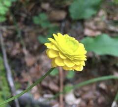 Ranunculus tuberosus