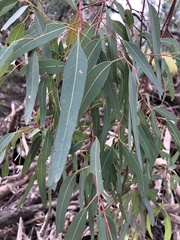Eucalyptus coolabah
