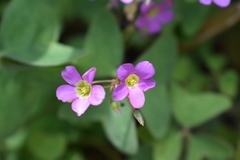 Oxalis latifolia