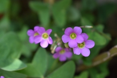 Oxalis latifolia