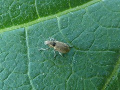 Sitona cylindricollis