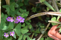 Oxalis latifolia
