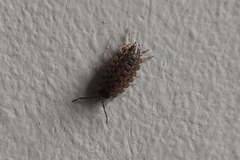 Porcellio spinicornis