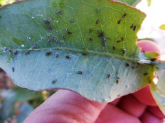 Ctenarytaina eucalypti