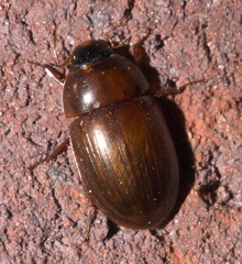 Cymbiodyta bifidus