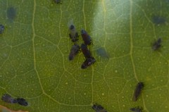 Ctenarytaina eucalypti