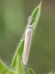 Pleurota aristella