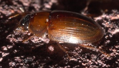 Cymbiodyta bifidus
