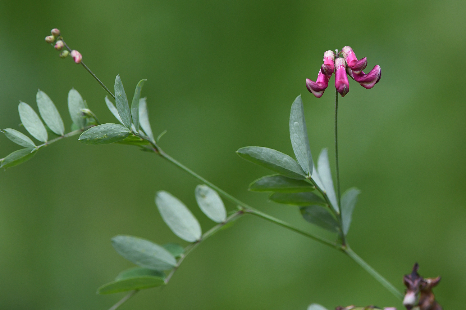 Lathyrus niger